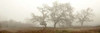 Oak Tree - 59 Poster Print by Alan Blaustein