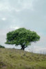 Oak Tree - 80 Poster Print by Alan Blaustein - Item # VARPDXABSFH171
