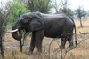African Elephant II Poster Print by Dana Underdahl - Item # VARPDXPSUND146