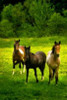 The Horses Three II Poster Print by Alan Hausenflock - Item # VARPDXPSHSF910