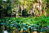 Water Lilies I Poster Print by Alan Hausenflock - Item # VARPDXPSHSF405