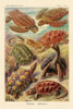 Haeckel Nature Illustrations: Turtles Poster Print by  Ernst Haeckel - Item # VARPDX449713