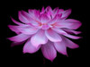 Dahlia Flower Poster Print by  Assaf Frank - Item # VARPDXAF20090807009C01
