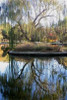 Willow in Fall Poster Print by Tammy Putman - Item # VARPDXPSPTM104