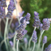 Lavender II Poster Print by Karyn Millet - Item # VARPDXPSMLT127