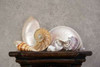 Seashell Still Life I Poster Print by C. Thomas McNemar - Item # VARPDXPSMNR216