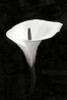 Calla Lily Perfection III Poster Print by Vitaly Geyman - Item # VARPDXPSVIT517