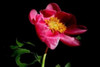 Pink Peony IV Poster Print by Tammy Putman - Item # VARPDXPSPTM134