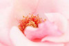 In Full Bloom III Poster Print by Karyn Millet - Item # VARPDXPSMLT228