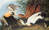 Eider Duck Poster Print by  John James Audubon - Item # VARPDX197954