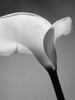 Calla No. 6 Poster Print by  PhotoINC Studio - Item # VARPDXIN2366