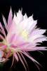 Echinopsis Flowers I Poster Print by Douglas Taylor - Item # VARPDXPSTLR100