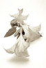 Garden Bloom - 13 Poster Print by Alan Blaustein - Item # VARPDXABLF237