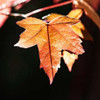 Amber Leaves III Poster Print by Rita Crane - Item # VARPDXPSCRN302