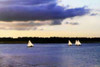 Sunfish Sailors I Poster Print by Alan Hausenflock - Item # VARPDXPSHSF873