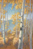 Aspen Forest II Poster Print by John Macnab - Item # VARPDXMNB017