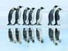 Emperor penguin group, Antarctica Poster Print by  Frank Krahmer - Item # VARPDX3FK3163