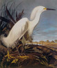 Snowy Heron Or White Egret Poster Print by  John James Audubon - Item # VARPDX198111