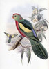 Beautiful King Parrot Poster Print by  John Glover - Item # VARPDX277736
