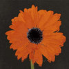 Midnight Gerbera I Poster Print by Robert Lacie - Item # VARPDXLRP114