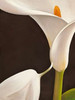 Calla moderna I Poster Print by Serena Biffi - Item # VARPDX3SE511