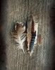 Feather Collection III Poster Print by Sue Schlabach - Item # VARPDX22494