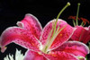 Pink Lily Poster Print by Tammy Putman - Item # VARPDXPSPTM132