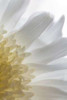 Chrysanthemum II Poster Print by Kathy Mahan - Item # VARPDXPSMHN206