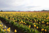 Tulips at Sunset V Poster Print by Dana Styber - Item # VARPDXPSSTY209
