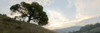 Oak Tree - 13 Poster Print by Alan Blaustein - Item # VARPDXABSFH39C