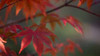 Sunlight Maple I Poster Print by Rita Crane - Item # VARPDXPSCRN514