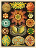 Haeckel Nature Illustrations: Ascidiae Poster Print by  Ernst Haeckel