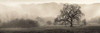Meadow Oak Tree Poster Print by Alan Blaustein