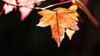 Amber Leaves II Poster Print by Rita Crane - Item # VARPDXPSCRN301