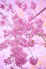 Bright Blooms IV Poster Print by Karyn Millet - Item # VARPDXPSMLT336