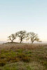 Oak Tree - 34 Poster Print by Alan Blaustein
