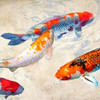 Koi II Poster Print by Teo Rizzardi - Item # VARPDX1TR2417
