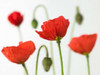 Poppy flowers and buds, close-up Poster Print by  Assaf Frank - Item # VARPDXAF20090611100