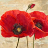 Red Poppies Poster Print by  Cynthia Ann - Item # VARPDX1AN3420