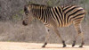 Safari Zebra II Poster Print by Dana Underdahl - Item # VARPDXPSUND202