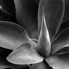 Flower Poster Print by  PhotoINC Studio - Item # VARPDXP919D