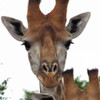 Giraffe Portrait I Poster Print by Dana Underdahl - Item # VARPDXPSUND157