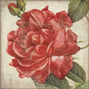 Rose Flower Poster Print by Stephanie Marrott - Item # VARPDXSM7239