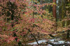 Dogwoods and Sequoia Poster Print by Alain Thomas - Item # VARPDXT467D