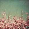 Springtime I Poster Print by Susan Bryant - Item # VARPDX8823A
