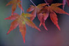 Japanese Maple II Poster Print by Rita Crane - Item # VARPDXPSCRN507