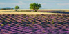 Lavender field and almond tree, Provence, France Poster Print by  Frank Krahmer - Item # VARPDX2FK3141