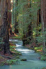 Redwood Forest IV Poster Print by Rita Crane - Item # VARPDXPSCRN235
