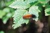 Caterpillar on Leaf II Poster Print by Logan Thomas - Item # VARPDXPSTMS119