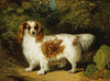 A Blenheim Cavalier King Charles Spaniel Poster Print by  H. Willis - Item # VARPDX267576